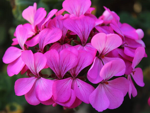close up of a flower